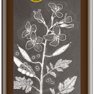 Senföl nativ 250 ml