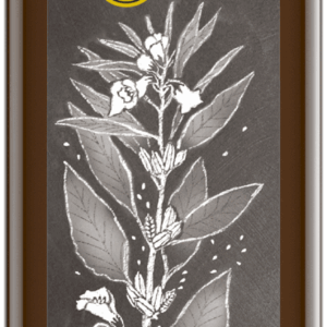 Sesamöl geröstet 250 ml