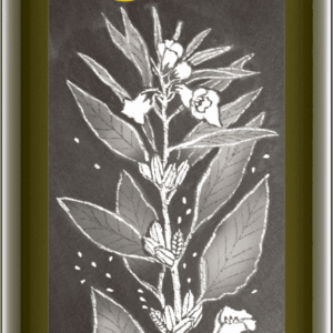 Sesamöl nativ 500 ml