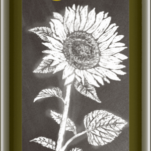 Sonnenblumenöl nativ 500 ml