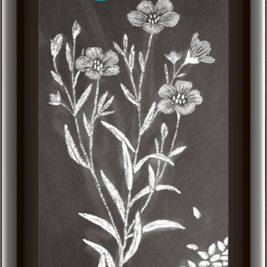 Leinöl nativ 500 ml