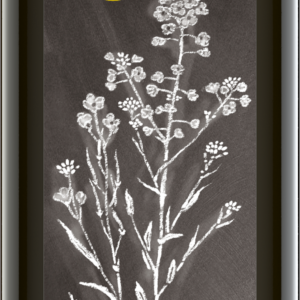 Rapsöl nativ 500 ml