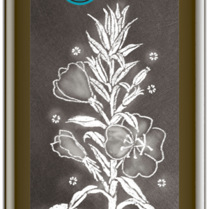 Nachtkerzenöl nativ 250 ml