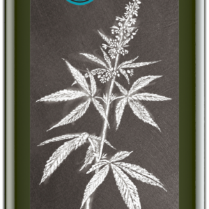 Hanföl nativ 250 ml