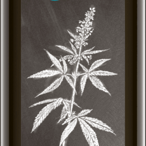 Hanföl nativ 500 ml