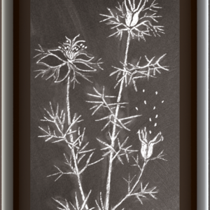 Schwarzkümmelöl ägyptisch, nigella sativa 500 ml