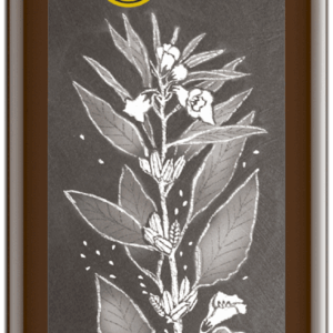 Sesamöl nativ 250 ml