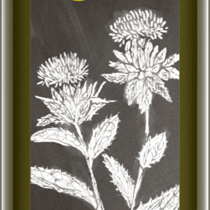 Distelöl nativ 500 ml