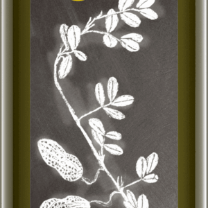 Erdnussöl nativ 500 ml