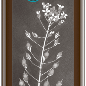 Leindotteröl nativ 250 ml