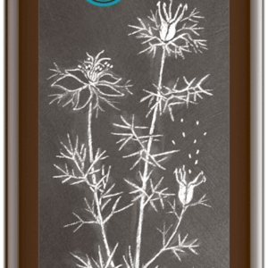 Schwarzkümmelöl ägyptisch, nigella sativa 250 ml