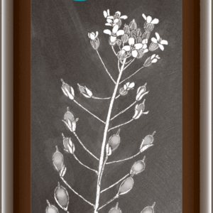 Leindotteröl nativ 500 ml